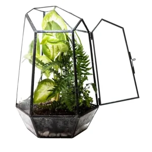 The Prism Clear Glass Terrarium