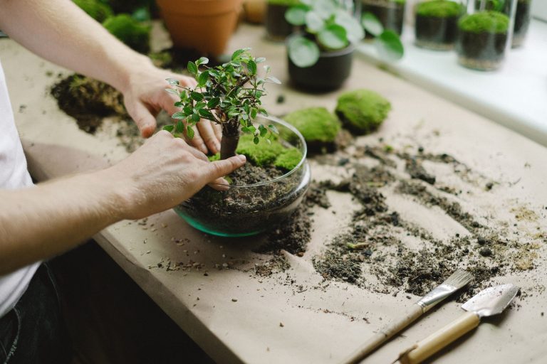 Hands planting moss and a small tree into a glass terrarium on a workbench