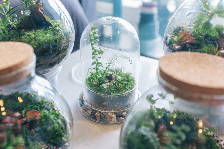 Glass cloche terrariums filled with moss and ferns, catching soft daylight