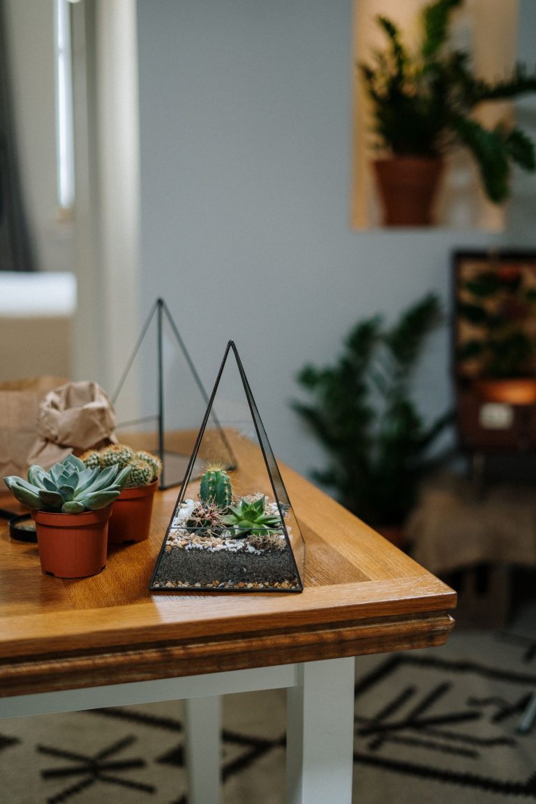 Geometric glass terrarium with succulents on a wooden table in a living room