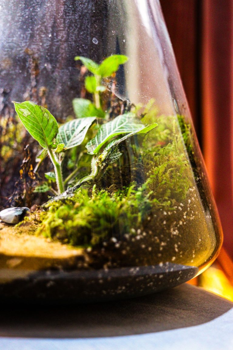 Close up of a thriving moss terrarium with condensation on the glass