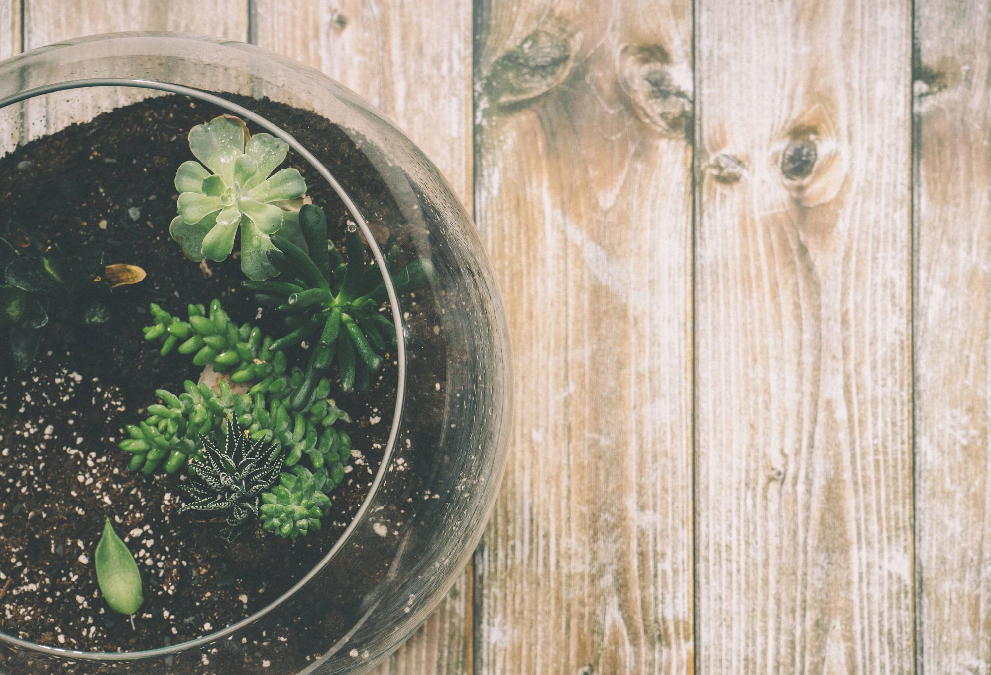 Succulent terrarium in a glass bowl seen from above