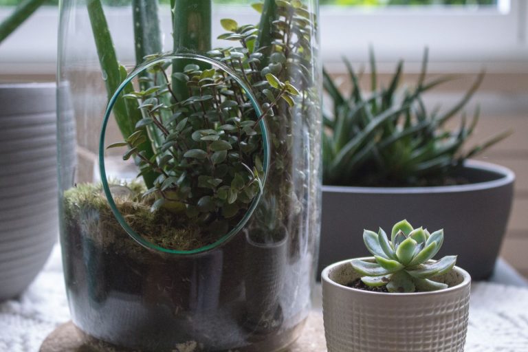 Glass jar terrarium beside potted succulents on a sunny windowsill