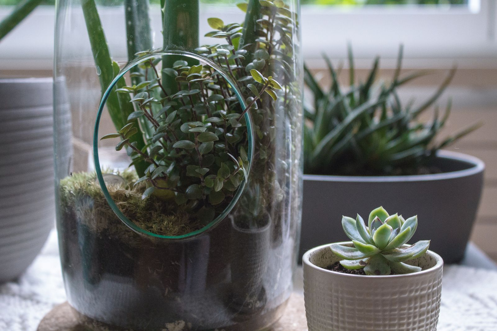 Glass jar terrarium beside potted succulents on a sunny windowsill